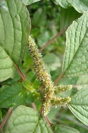 Image result for Amaranthus blitum