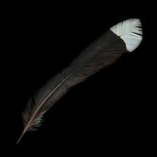 Facts About The Most Expensive Bird' Feather In The World- Costs $10,000 -  Travel - Nigeria