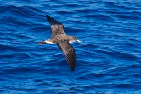 Image result for Dissotis caloneura