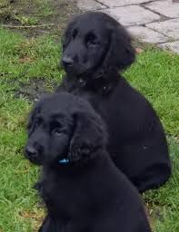 Golden retriever rüden wiegen 32 bis 40 kg und hündinnen 28 bis 36 kg. Flat Coated Retriever Charakter Aussehen Zucht Markt De