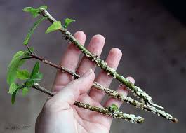 Rooting tropical hibiscus cuttings - these are starting to root after four  weeks set into water with sphagnum… | Rooting plant cuttings, Plant  cuttings, Plant roots