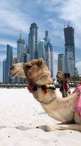 This application contains of beautiful, unique and high quality blue wallpapers and blue background hd for your devices (smartphones and tablets). Pin On Dubai