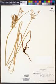 Image result for Cyperus hemisphaericus