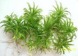 Pogostemon Helferi Downoi Planted Aquarium Plants Aquatic Plants