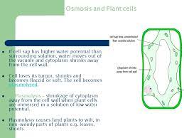 Maybe you would like to learn more about one of these? Membrane Permeability Permeability The Membrane Must Allow Water Molecules To Diffuse Through It Is Permeable To Water If A Concentrated Solution Is Ppt Download