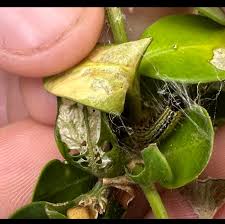 Image result for caterpillar box tree moth inside buxus plant