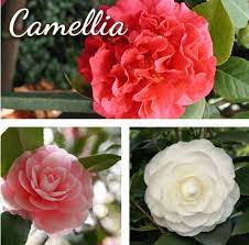 Name Camellia Latin Name Camellia Japonica Height 8 Width 4 Zone 7b Notes Evergreen Shrub That Blooms Gardening Apps Gardening Zones Evergreen Shrubs