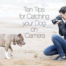 Pet photography in russian federation. 240 Pets Photography Ideas Pets Photography Animal Photography