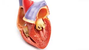 It is normally found in association with cardiac, thoracic or wider systemic pathology and it is unusual to manifest on its own. Key Concepts In Managing Complicated Pericarditis Physician S Weekly