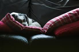 This means that the dog may have accidents in the house or otherwise release urine if the cancer is currently in stage four, it has spread through the bladder and has now reached other parts of the body. Why Are These 14 Dog Breeds More Likely To Get Bladder Cancer