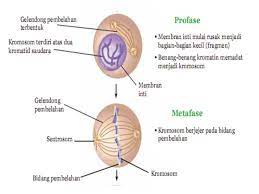 Inti sel dan ribosom c. Pewarisan Sifat 9a Science Quizizz
