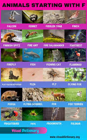 Animals That Start With F 24 Popular Animals Starting With F Visual Dictionary In 2020 Visual Dictionary Animals Fox Terrier