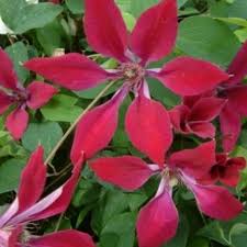 Try it against a backdrop of gray foliage for a stunning show. Clematis Gravetye Beauty
