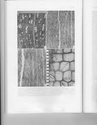 Image result for Montinia