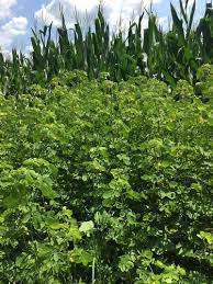 Image result for Senna obtusifolia