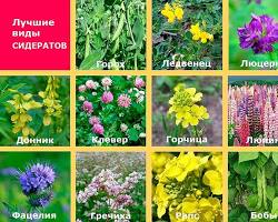Изображение: Сидераты