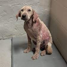Another - Just one person needed to change his future! We can find him a  home. Birmingham, Alabama, surrounding cities and counties! Harry is stuck  in a crowded shelter and as you