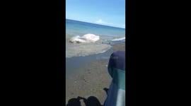 More images for philippines globster » Newsflare Rare Sunfish Washes Up On Beach In The Philippines
