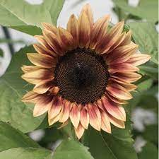 Procut Plum F1 Sunflower Seed Johnny S Selected Seeds Flower Seeds Flower Farm Planting Sunflowers