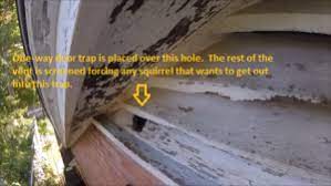 The utilitarian design of our square gable vents make them the most efficient shape for maximizing air flow. Squirrels In Attic Gable Vents Squirrel Removal Squirrel Proof Vents