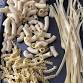 Gluten Free Pasta Making Class event image