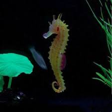 (ship from us) aquarium fish tank media moss ball filter decor landscaping plants holder floating moss ball for aquarium decoration. Amazon Com Sunkni 3pcs Artificial Floating Silicone Fake Seahorse For Aquarium Decorations Fish Tank Decor Fish Tank Decorations Aquarium Fish Tank Fish Tank