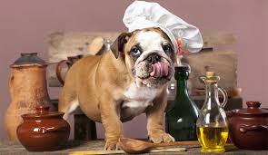 Choosing the right dog food. English Bulldog Puppy Eating Dog Food Recipes Homemade Dog Food Homemade Dog