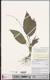 Image result for Chlorophytum sparsiflorum