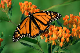 Writing And Risk Taking Monarch Butterfly Butterfly Garden Beautiful Butterflies