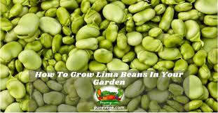 I space beans using the square foot gardening method and place 9 seeds per square foot. How To Grow Lima Beans In Your Garden Beginner S Guide