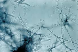 Streptomyces Wikipedia Bahasa Indonesia Ensiklopedia Bebas