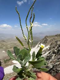 Image result for Arabis alpina