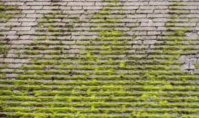 Put a handful of moss in a blender along with a cup of buttermilk and a cup (453.5 g.) of water. Why Is Moss Growing On My Roof And How To Prevent It Prudent Reviews