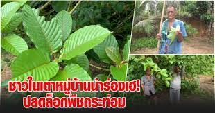 ยกเลิก พืช กระท่อม จาก การ เป็น ยา เสพ ติด ให้ โทษ ใน ประเภท 5. Jlrc6fmvcmbqam