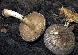 Check out our schwarzer pilz selection for the very best in unique or custom, handmade pieces from our shops. Pilzsuche Pilze Bestimmen Mit Der Pilzsuchmaschine Nach Makroskopischen Merkmalen Finde Hier Deinen Pilz