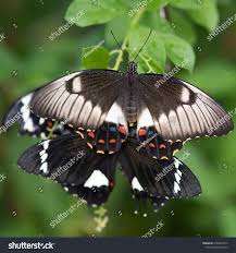 Australian Butterfly Orchard Swallowtail Two Butterflies