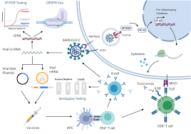 Mild/moderate and severe infections were recorded. Sars Cov 2 And Covid 19 An Evolving Review Of Diagnostics And Therapeutics