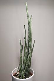 Image result for Kleinia