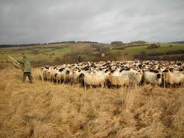 A 55 gallon food grade plastic barrel. Schafe Ziegen Landesbetrieb Landwirtschaft Hessen