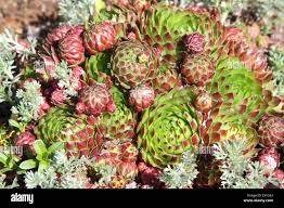 Image result for Adiantum soboliferum