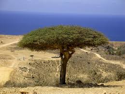 Image result for Boscia matabelensis