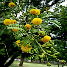 Image result for Acacia kamerunensis