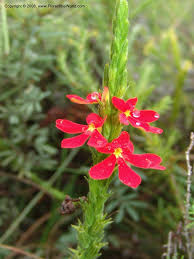 Image result for Striga bilabiata