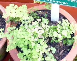 Image result for Adiantum poiretii