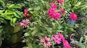 I selected the best plants to grow at home. Three Flowering Plants You Can Easily Reproduce At Home Philippines Youtube