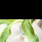 Refresh & Renew: Yoga + Essential Oils Workshop — event image