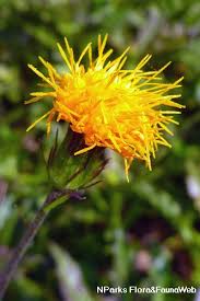 Image result for Gynura pseudochina