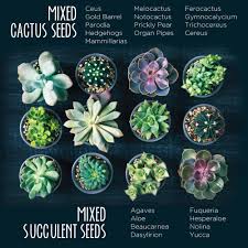 Our favorite cactus seeds from around the world. Cactus Succulent Grow Kit High Germination Non Gmo Heirloom Seed Packs