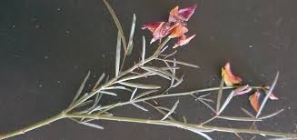 Image result for Crotalaria brevidens