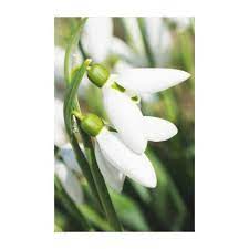 Snowdrops Flowers Canvas Print Nature Diy Customize Sprecial Design White Canvas Art Flower Canvas Flowers
